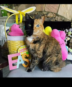 Venus posing with spring decorations