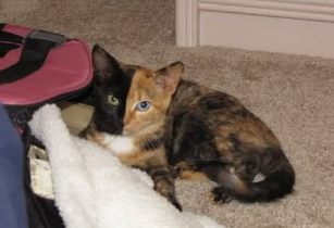 Venus curled up on a blanket